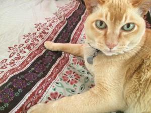 charlie-hungry-jacks-1-2