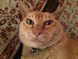 charlie-hungry-jacks-2-2