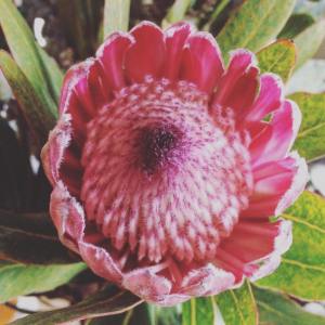 protea